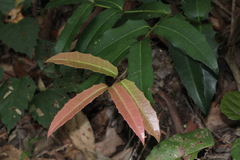 Wilkiea macrophylla