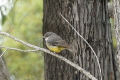 Eopsaltria griseogularis