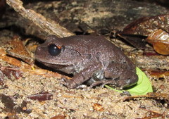 Leptobrachium