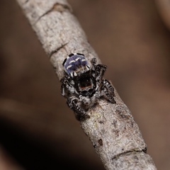 Maratus lobatus