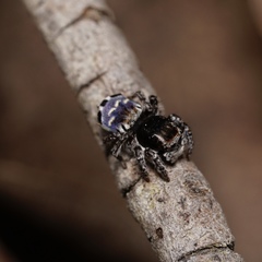 Maratus lobatus