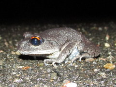 Leptobrachium
