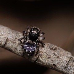 Maratus lobatus