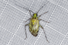 Taedia marmorata