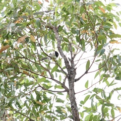 Melithreptus chloropsis