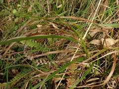 Carex spinirostris