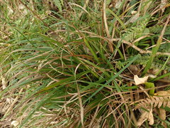 Carex spinirostris