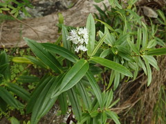 Veronica pubescens pubescens