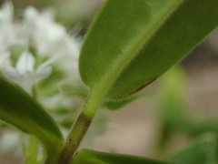 Veronica pubescens pubescens