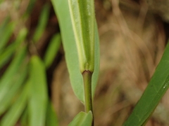Veronica pubescens pubescens