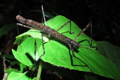 Oxyartes