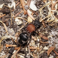 Eurymutilla strigosa