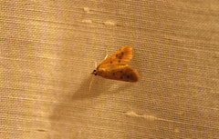 Achyra nudalis