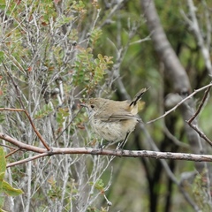 Acanthiza inornata
