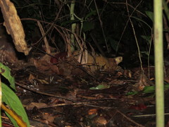 Indotestudo elongata