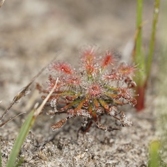 Drosera verrucata
