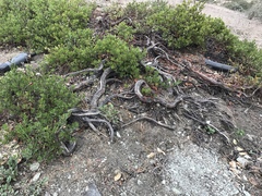 Arctostaphylos franciscana