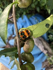 Poecilocoris latus