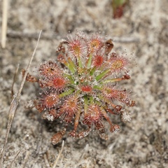 Drosera verrucata