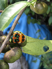 Poecilocoris latus