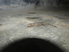 Hemidactylus platyurus