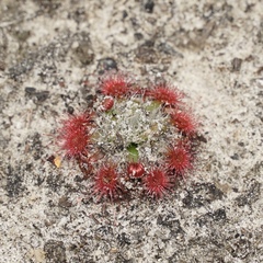 Drosera platystigma