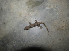 Hemidactylus platyurus