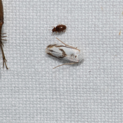 Opostegoides gephyraea