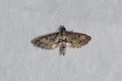 Sufetula hemiophthalma