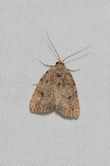 Tolpia conscitulana