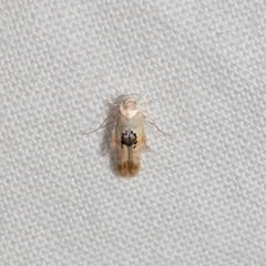 Hieromantis