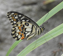 Papilio demoleus