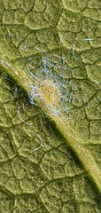 Dialeuropora decempuncta