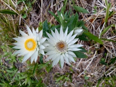 Xerochrysum papillosum