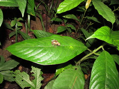 Theloderma baibungense