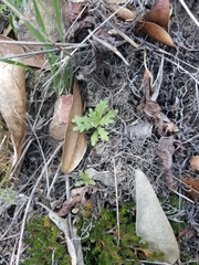 Streptanthus glandulosus secundus
