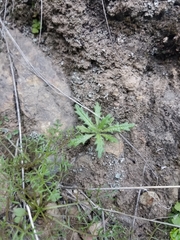 Streptanthus glandulosus secundus