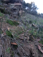 Streptanthus glandulosus secundus