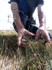 Bupleurum tenuissimum