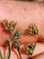 Bupleurum tenuissimum