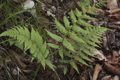 Athyrium rubripes