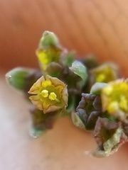 Bupleurum tenuissimum