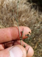 Bupleurum tenuissimum