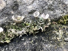 Cladonia