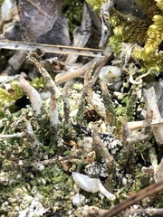 Cladonia