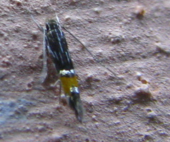 Cosmopterix