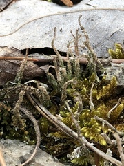 Cladonia