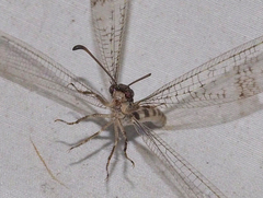 Escura australis