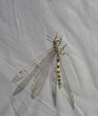 Escura australis