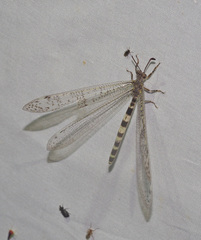 Escura australis